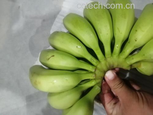 香蕉从青绿到发黑的成熟过程对比图