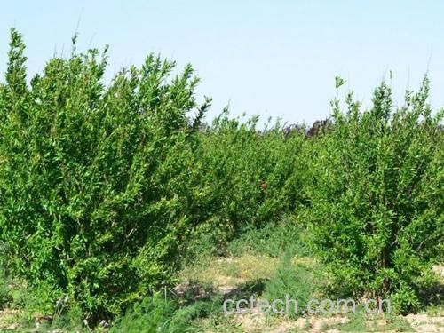 石榴种植园航拍