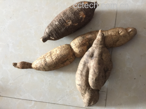番石榴根煎煮过程