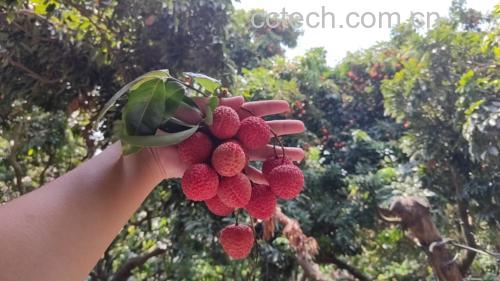 绿豆与荔枝的对比图
