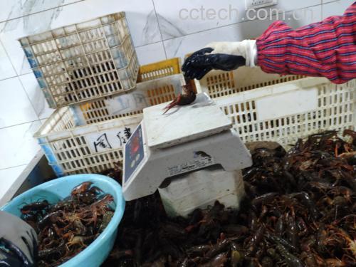 小龙虾秤重示意图