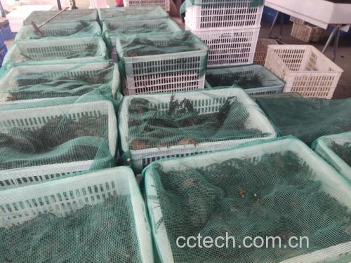 活的小龙虾在透明容器中存活