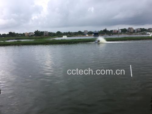 专业恒温暂养箱中的活小龙虾