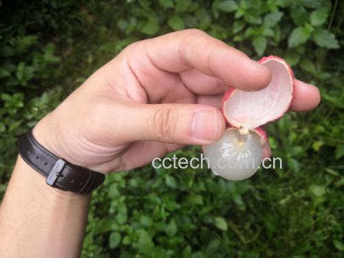 荔枝清洗与食用场景图