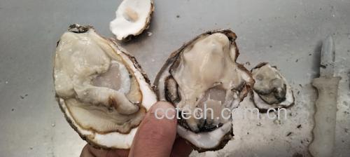 生蚝在盘中的特写