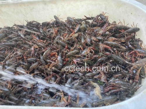 小龙虾新鲜挑选与初步清洗