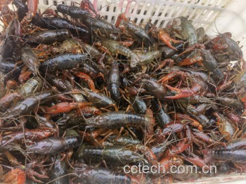 市场中的小龙虾摊位