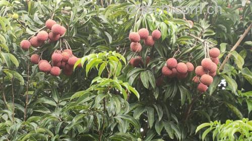红荔枝与绿荔枝对比图