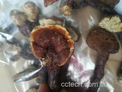葛根与灵芝干燥原料并列摆放特写