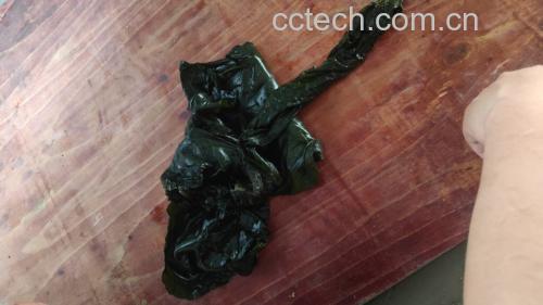 霉变与新鲜海带对比图