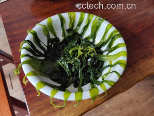 海带汤与尿液颜色对比