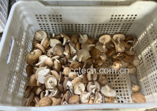 干香菇蒸包子成品展示