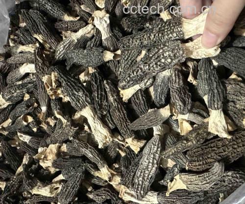 羊肚菌不同颜色对比图