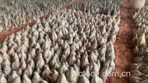 丹参、葛根、山楂、决明子四种农产品组合图