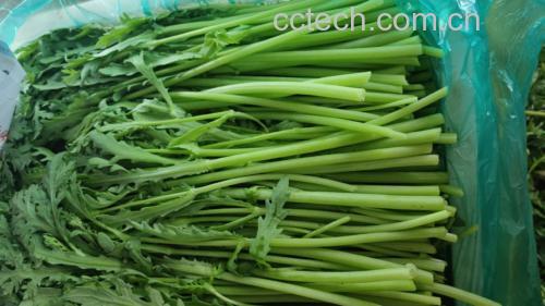 超市蔬菜区摆放整齐的新鲜茼蒿
