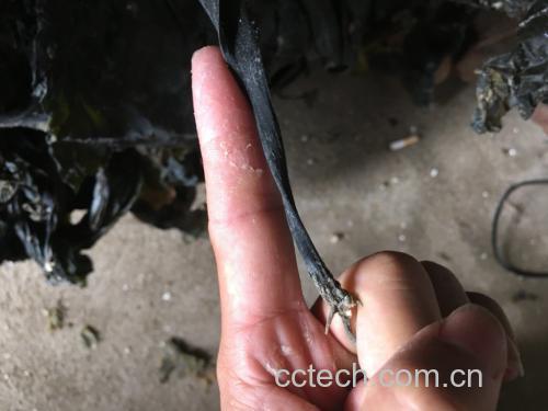 海带根与海带整体对比图