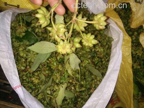 八角品质对比图