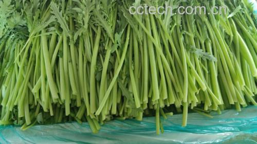 茼蒿蔬菜图