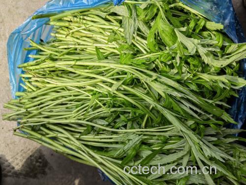 新鲜茼蒿清洗处理