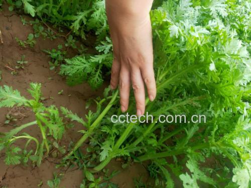茼蒿植物特写