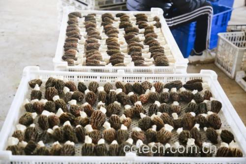羊肚菌清洗过程