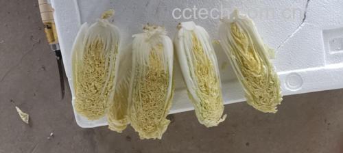 泡娃娃菜装罐过程