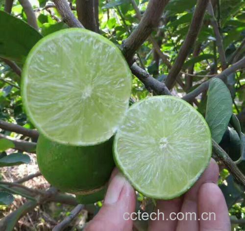 柠檬成熟过程对比