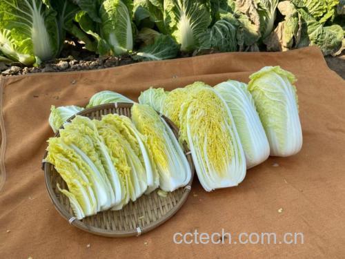 娃娃菜家常菜做法展示