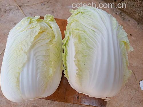 娃娃菜特写图