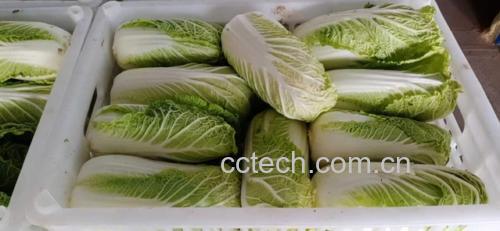 冰箱中保存的娃娃菜