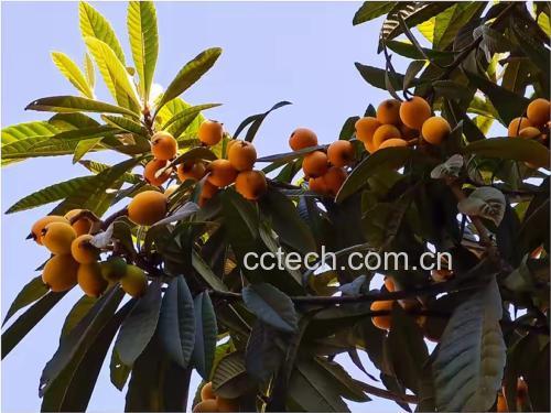 枇杷果实在阳光下的特写