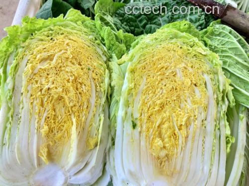 娃娃菜特写