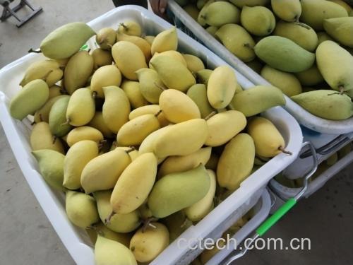 不同成熟度的大青芒对比图
