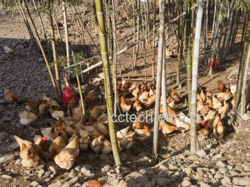 老母鸡炖竹笋食材组合图