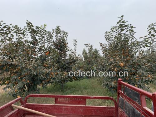 秋天树上的柿子挂满枝头