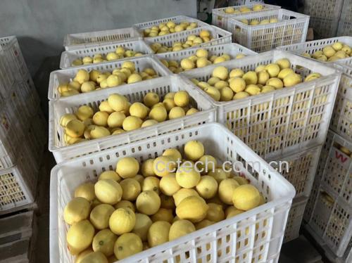 柠檬切片冷冻保存示意图