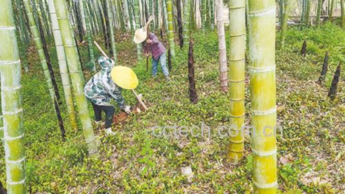 竹林中农民采收春笋场景