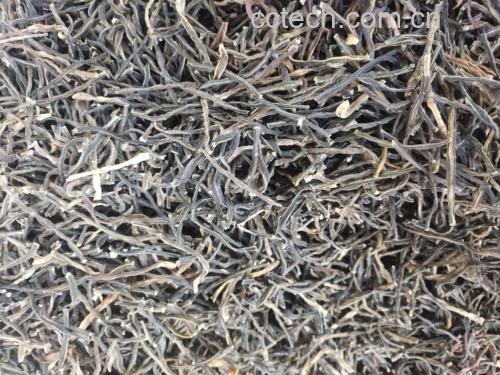 竹笋特写