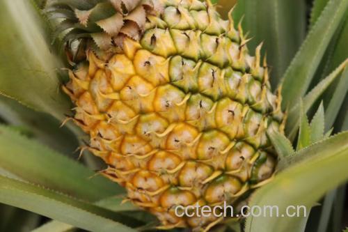 菠萝与其他水果的营养对比图