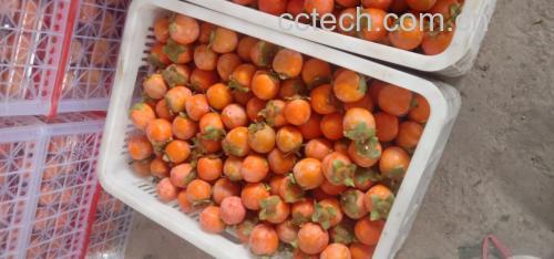 新鲜山楂果实摆放在竹篮中准备晾晒