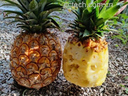 菠萝与凤梨外观对比图