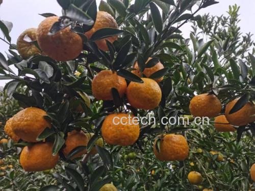 枇杷柑种植园实景图