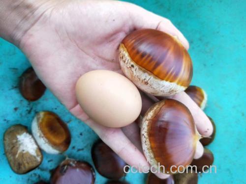 秋季美食搭配