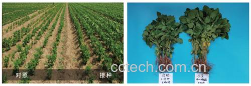 大豆泡发前后对比图