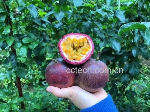 百香果切开特写
