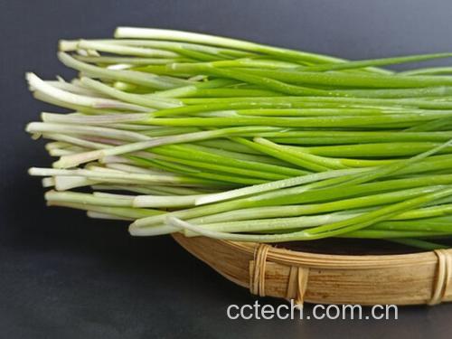 韭菜与生姜原料特写