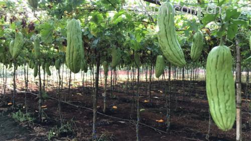 苦瓜种植田地,绿藤缠绕,果实垂挂,阳光透过叶片洒在苦瓜上