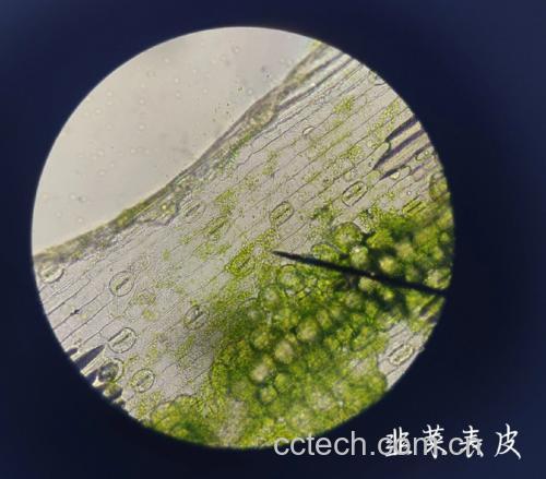 韭菜籽显微结构示意图