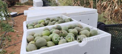 百香果牛奶饮品制作过程