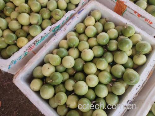 百香果牛奶饮品成品图